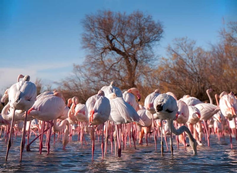 From Avignon: Camargue Tour with Pont de Gau Bird Park Entry - Who should choose this Camargue tour?