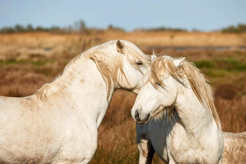 From Avignon: Camargue Tour with Pont de Gau Bird Park Entry - Should you book it?