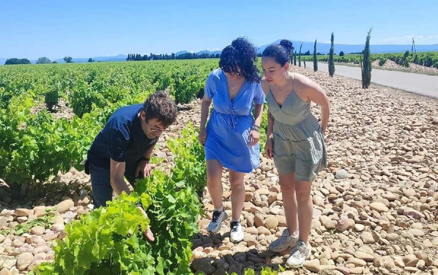 From Avignon: Châteauneuf du Pape Half-Day Wine Tour - The second cellar: compare rather than simply repeat