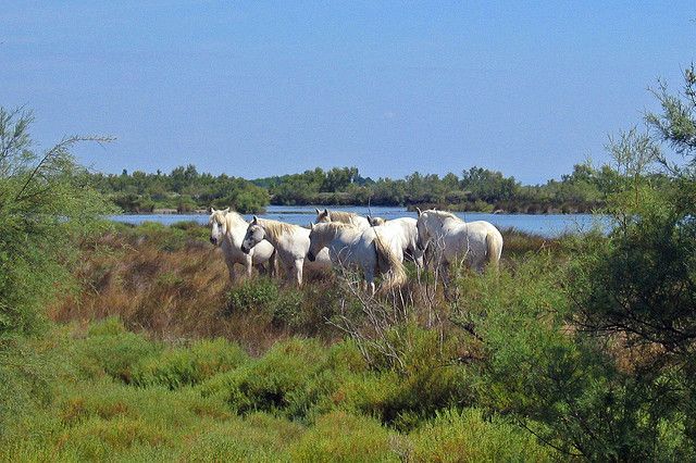 From Avignon: Half-Day Camargue and Saintes-Maries-de-la-Mer - Key points to know before you book