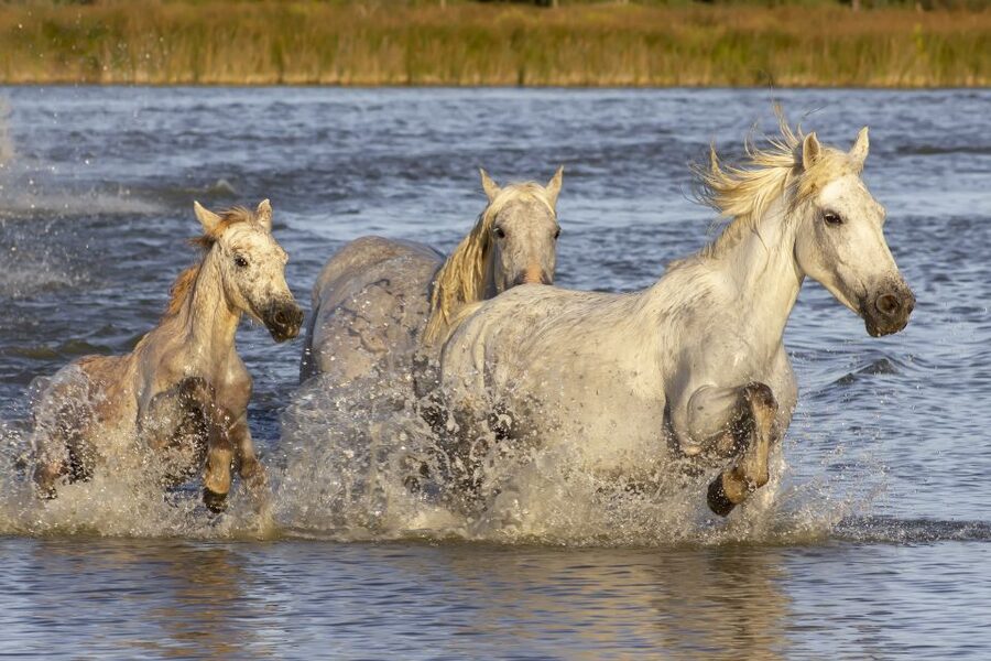 From Avignon: Half-Day Camargue and Saintes-Maries-de-la-Mer - Should you book it?