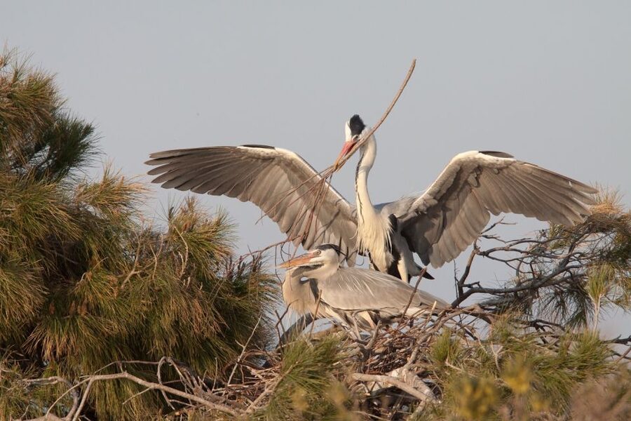 From Avignon: Half-Day Camargue and Saintes-Maries-de-la-Mer - Why the Camargue feels unlike the rest of Provence