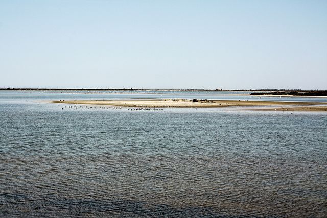 From Avignon: Half-Day Camargue and Saintes-Maries-de-la-Mer - Horses, bulls, and the cowboy side of Provence