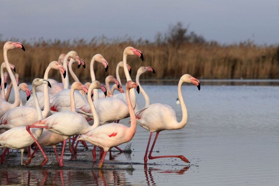 From Avignon: Half-Day Camargue and Saintes-Maries-de-la-Mer - Local culture, Roma stories, and a sensitive subject