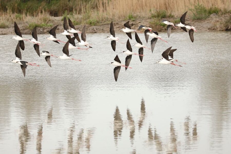 From Avignon: Half-Day Camargue and Saintes-Maries-de-la-Mer - What the five-hour schedule means for you