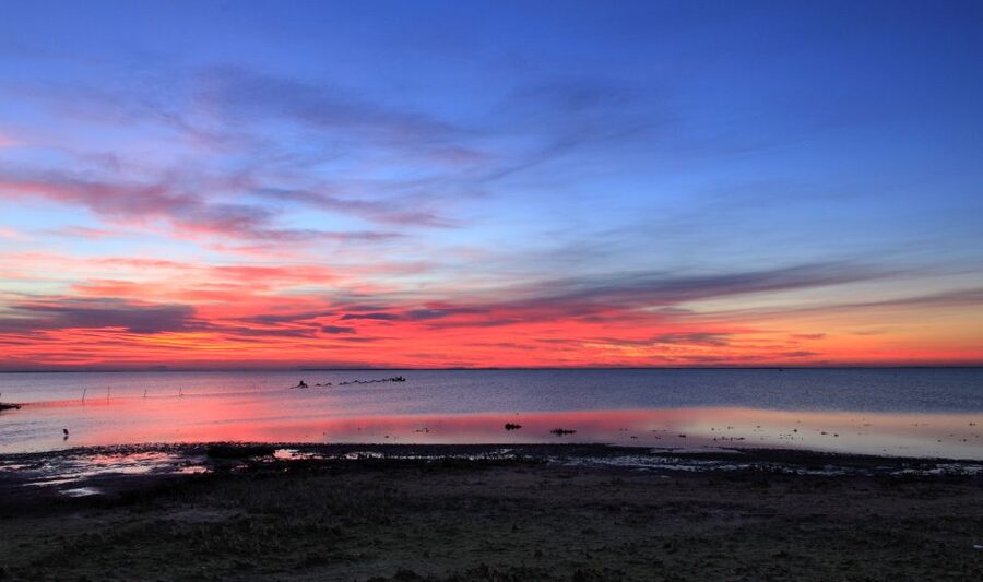 From Avignon: Half-Day Camargue and Saintes-Maries-de-la-Mer - Who should book this Camargue trip?