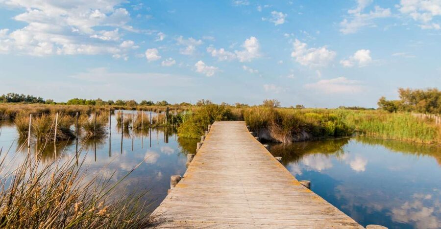 From Avignon: Half-Day Camargue and Saintes-Maries-de-la-Mer - Finding flamingos in the wetlands