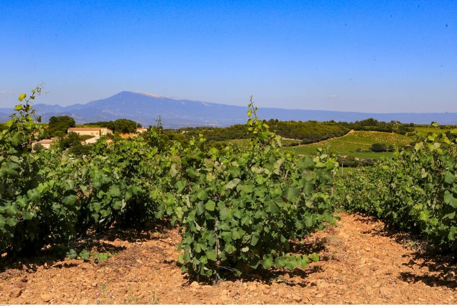 From Avignon: Half-Day Great Vineyards Tour - Leaving Avignon for the Côtes du Rhône