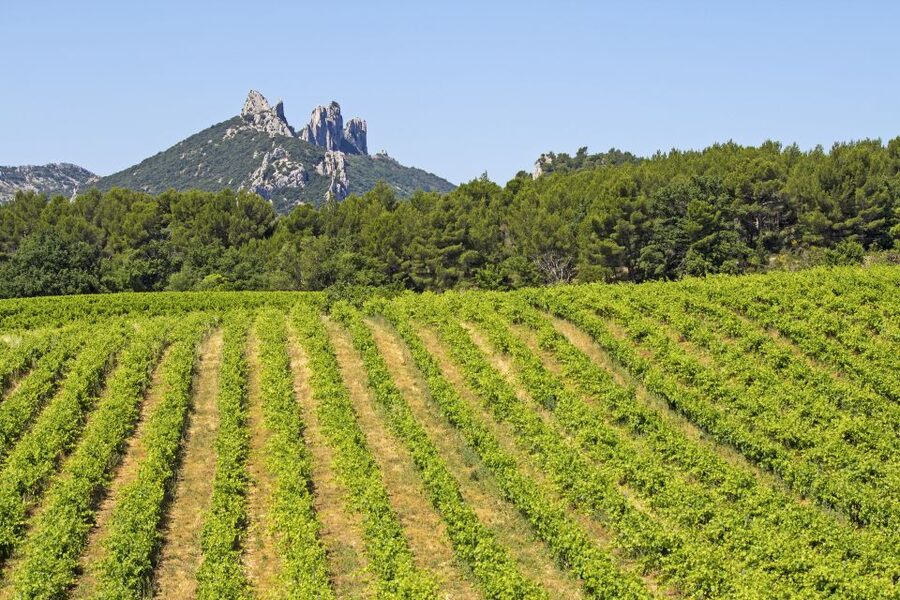 From Avignon: Half-Day Great Vineyards Tour - Tasting two or three estates