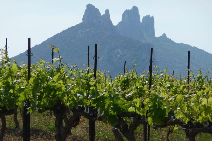 From Avignon: Half-Day Great Vineyards Tour - Seeing the wine production chain