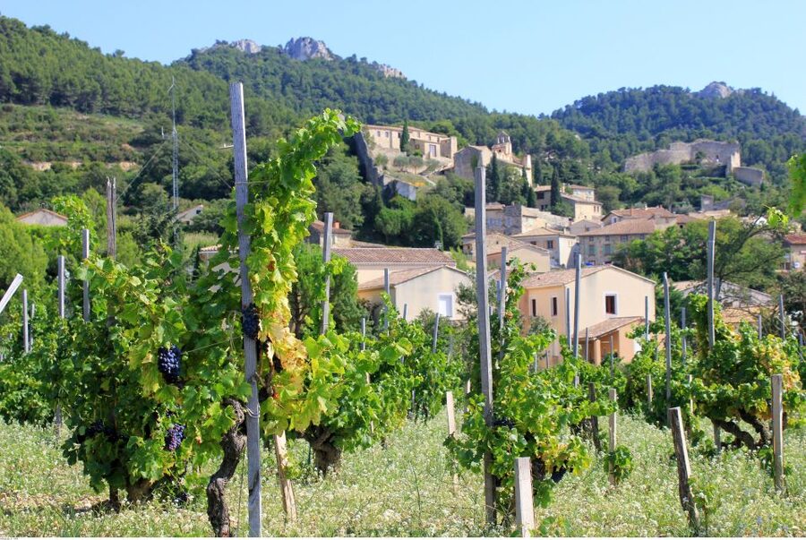 From Avignon: Half-Day Great Vineyards Tour - Is $94 a fair price?