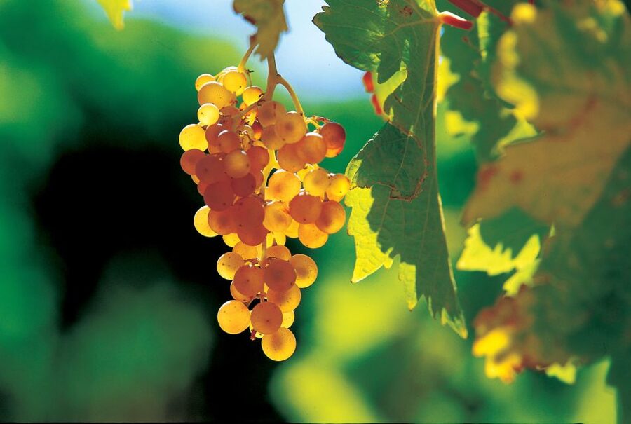 From Avignon: Half-Day Great Vineyards Tour - Should you book the Great Vineyards Tour?