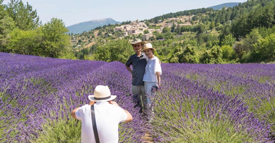 From Avignon: Half-Day Lavender Tour of Luberon - Finding the best lavender fields