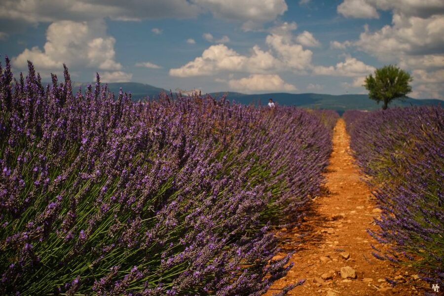 From Avignon: Lavender Fields & Luberon Village Guided Tour - Why this Luberon day trip works so well