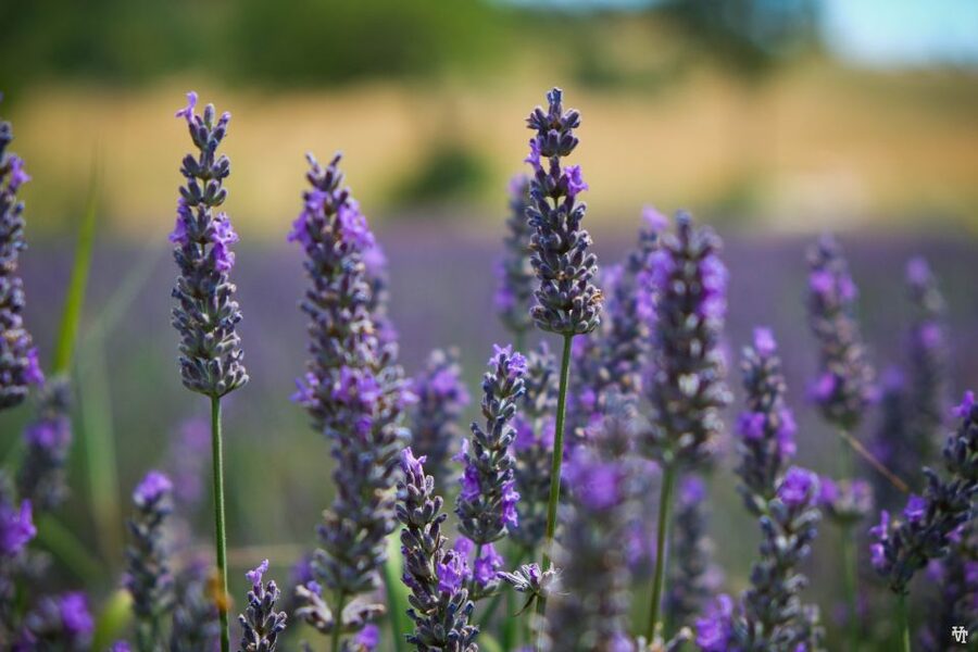 From Avignon: Lavender Fields & Luberon Village Guided Tour - Gordes from the famous overlook