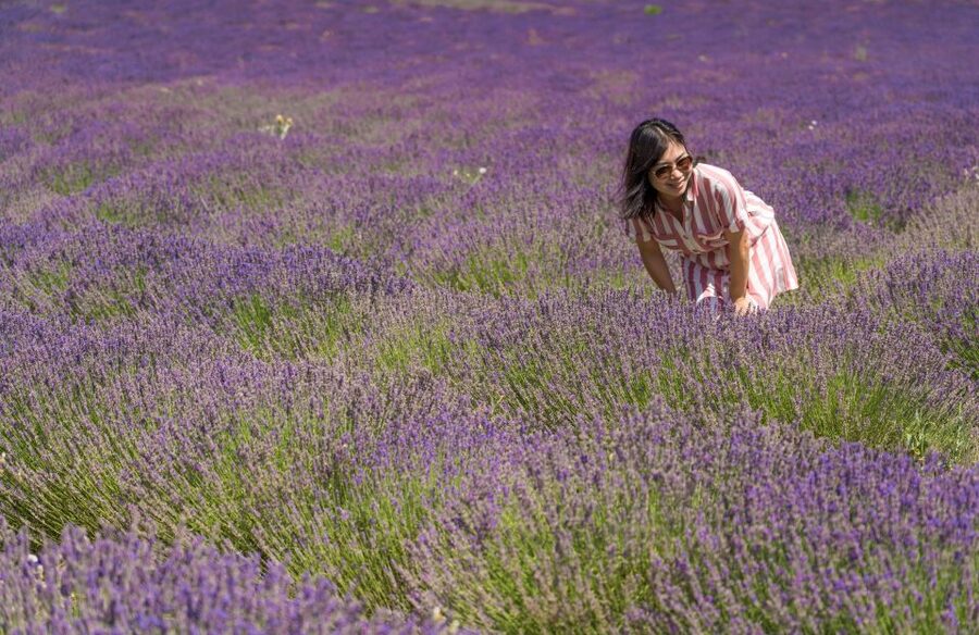From Avignon: Lavender Villages Full-Day Tour - Sénanque Abbey and the classic lavender photograph