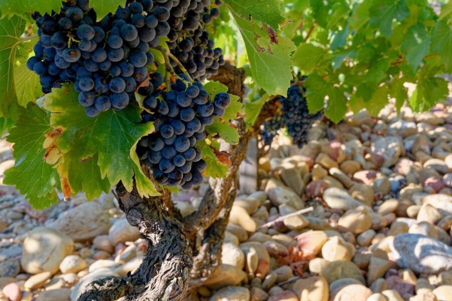 From Avignon: Luberon and Chateauneuf-du-Pape Full-Day Tour - Fontaine de Vaucluse and the Sorgue’s source