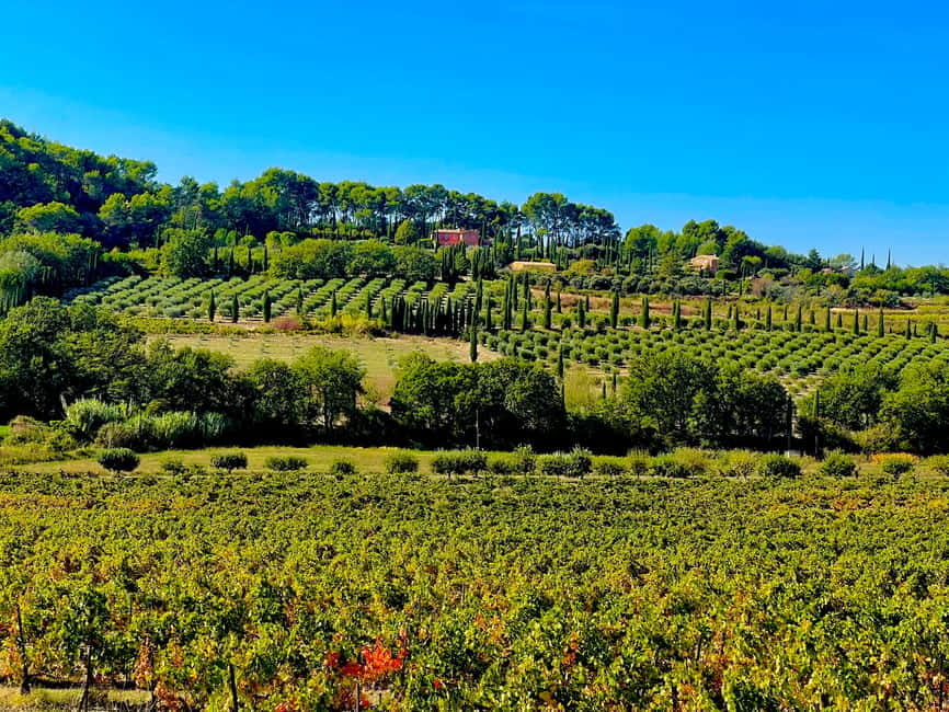 From Avignon: Provence Highlights Full-Day Tour - Lavender season and the Sunday market option