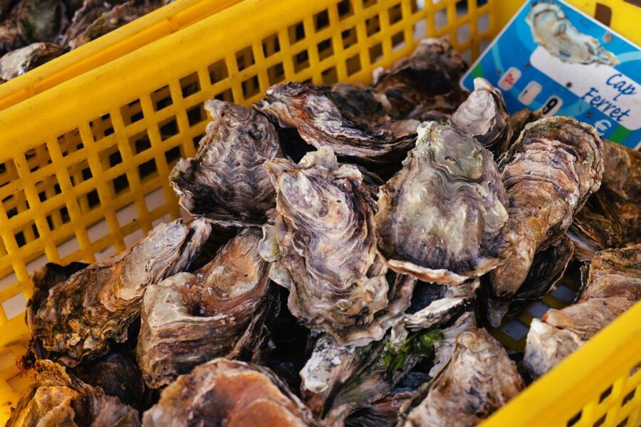 From Bordeaux: Arcachon Bay Full Day Tour and Oyster Lunch - What the six-and-a-half-hour schedule really feels like
