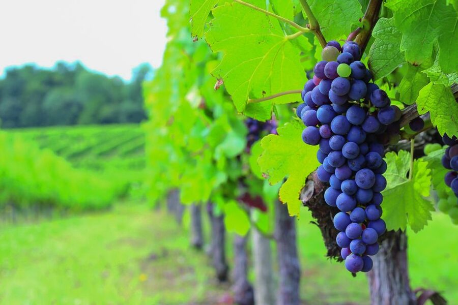 From Bordeaux: Full-Day Medoc Wine Tour - Key points at a glance