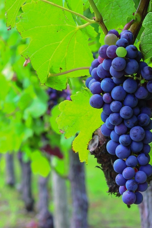 From Bordeaux: Full-Day Medoc Wine Tour - Why Medoc works so well as a day trip