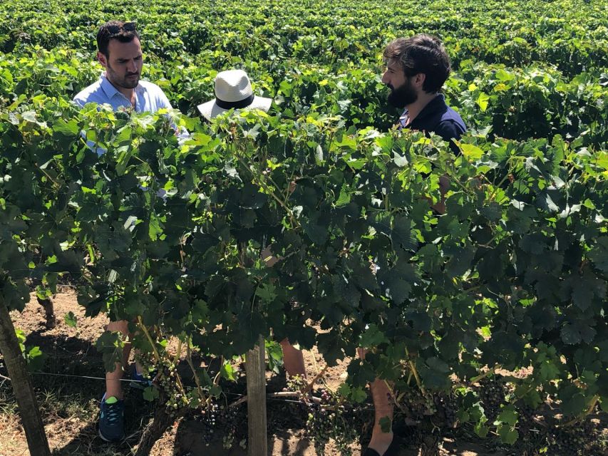 From Bordeaux: Half-Day Saint-Emilion Wine Tour - Why this half-day makes sense from Bordeaux
