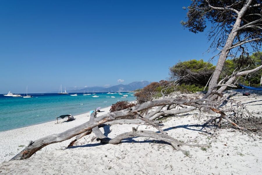 From Calvi: Agriate Guided Jeep Tour to Lotu and Saleccia - A small group makes the ride more personal