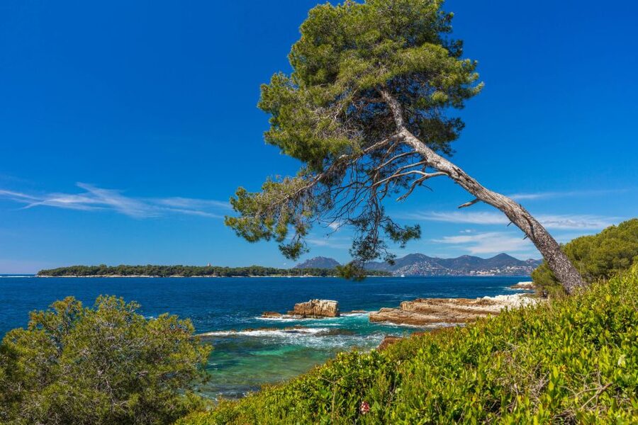 From Cannes: Round-Trip Ferry to Ste. Marguerite Island - Food, shade, and what to pack