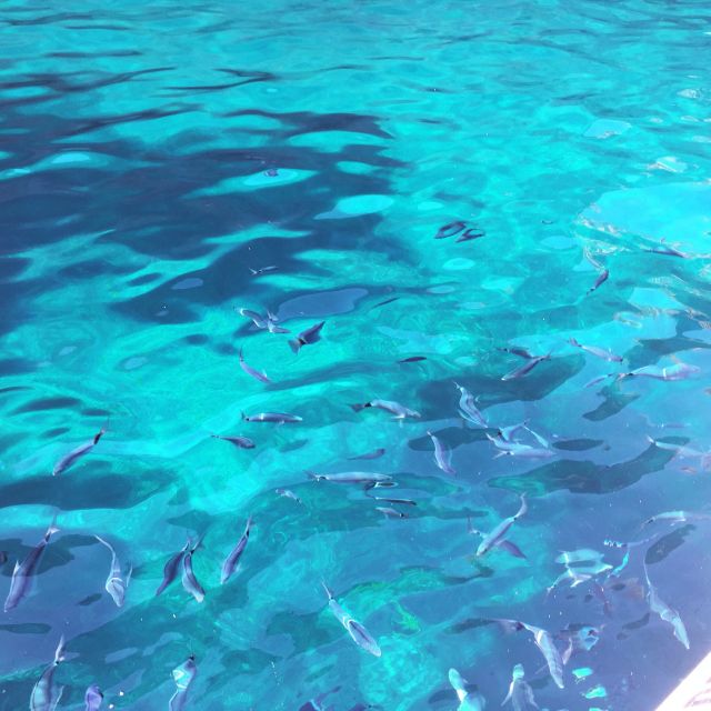 From Cargèse: Scandola Day Tour & Girolata Lunch Stop - Who should book this experience