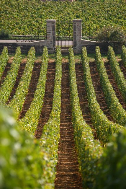 From: Dijon/Beaune: Burgundy Region Winery Tour with Lunch - Montrachet and the meaning of a grand cru