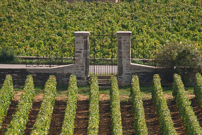 From Dijon: Full day the most of Burgundy with lunch - Montrachet Grand Cru in just 15 minutes