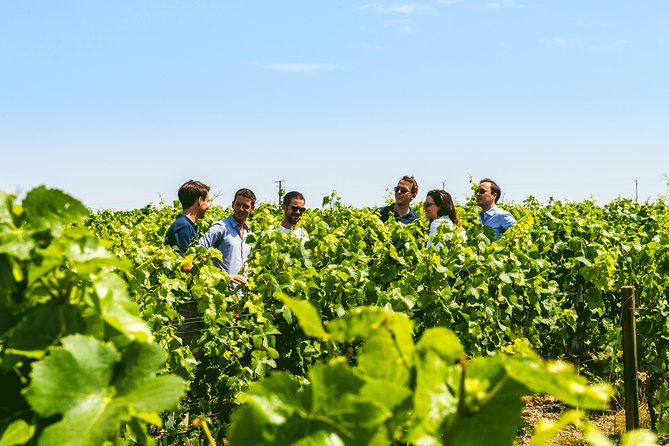 From Epernay: Champagne Small-Group tour with tastings & Lunch - The family-run producer and cellar visit
