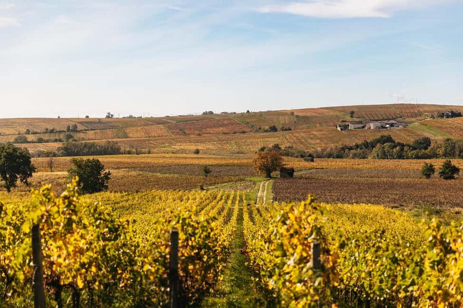 From Lyon: Beaujolais Wine Tour with Tastings - Why Beaujolais tastes different from bottle to bottle