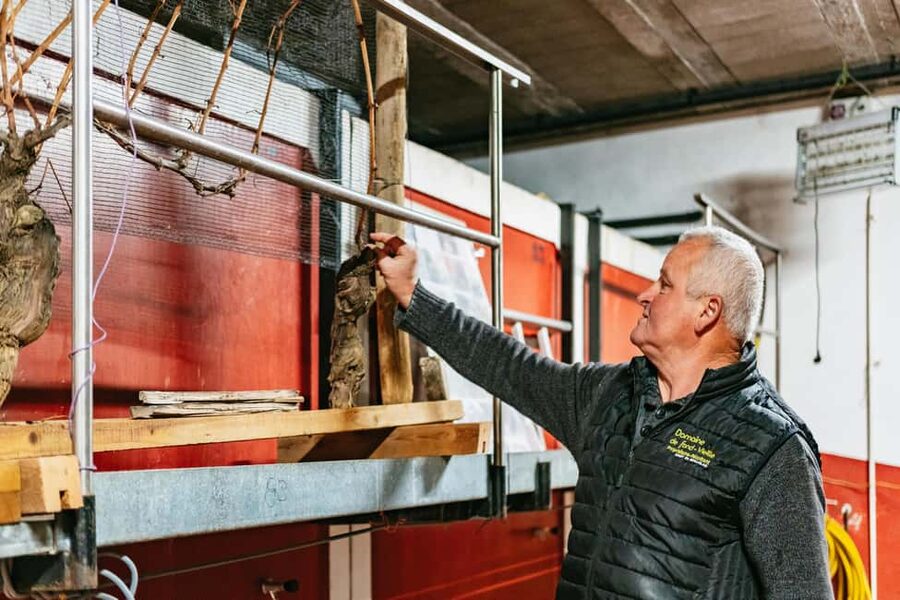 From Lyon: Golden Stones Beaujolais Wine Tasting Tour - Key points at a glance