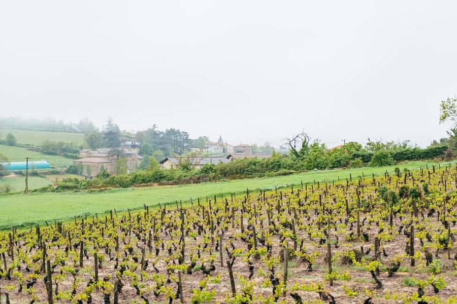 From Lyon: Golden Stones Beaujolais Wine Tasting Tour - Should you book the Golden Stones Beaujolais tour?