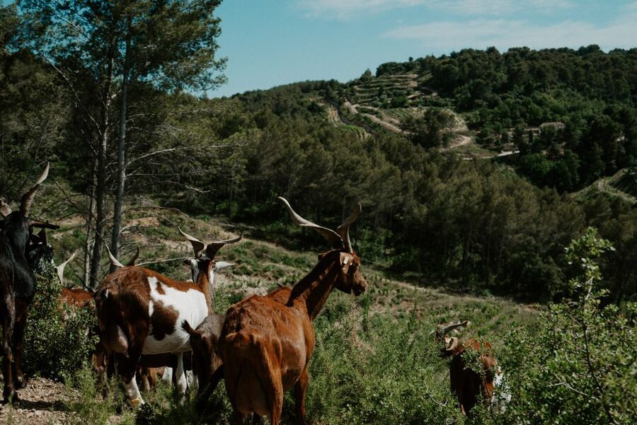 From Marseille: Aix en Provence Wine and Cheese Tour - Who should book this experience?