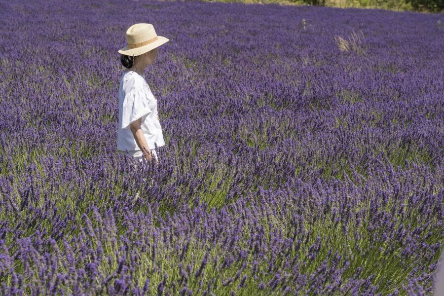 From Marseille: Lavender Full-Day Trip to Sault - Sault: time for lavender, lunch, and local shops