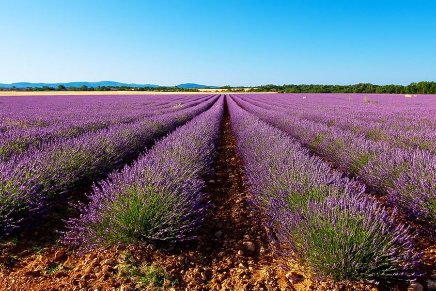 From Marseille: Valensole Lavender Full-Day tour - Key points at a glance