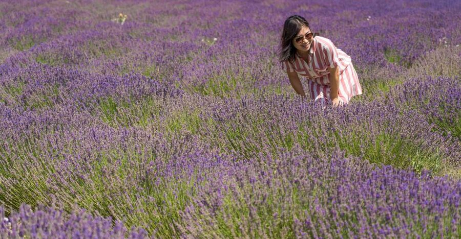 From Marseille: Valensole Lavender Full-Day tour - Why this day trip works from Marseille