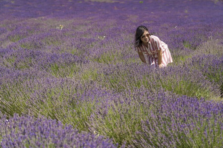 From Marseille: Valensole Lavender Full-Day tour - Valensole lavender fields and the blue-gold crop