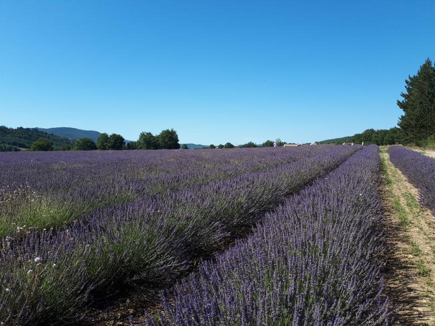 From Marseille: Valensole Lavenders Tour from Cruise Port - Key points at a glance
