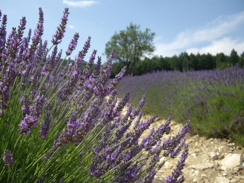 From Marseille: Valensole Lavenders Tour from Cruise Port - First field stops on the Plateau de Valensole