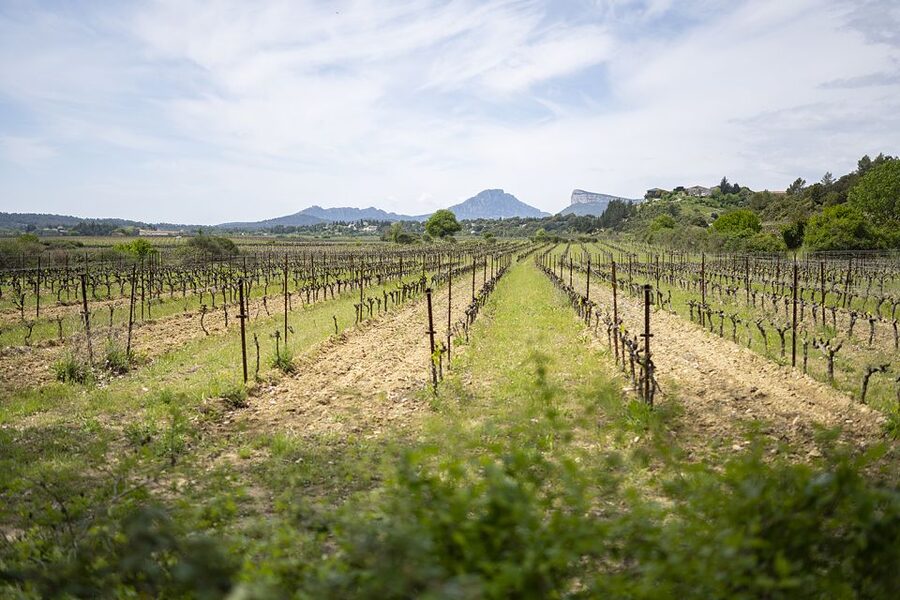 From Montpellier: Half-Day Vineyard & Pic Saint-Loup Tour - Key points to know before you book