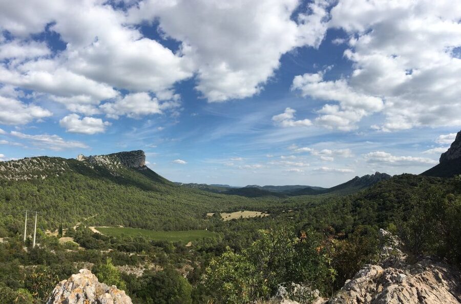From Montpellier: Half-Day Vineyard & Pic Saint-Loup Tour - What ends up in your glass