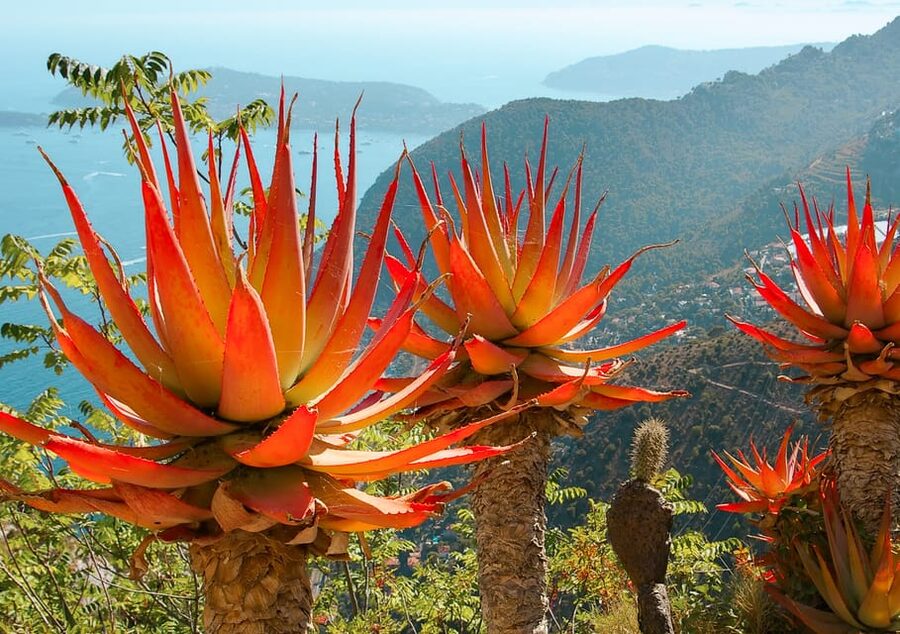 From Nice: Eze, Monaco, and Monte Carlo Half-Day Trip - The guide can make or break the pace
