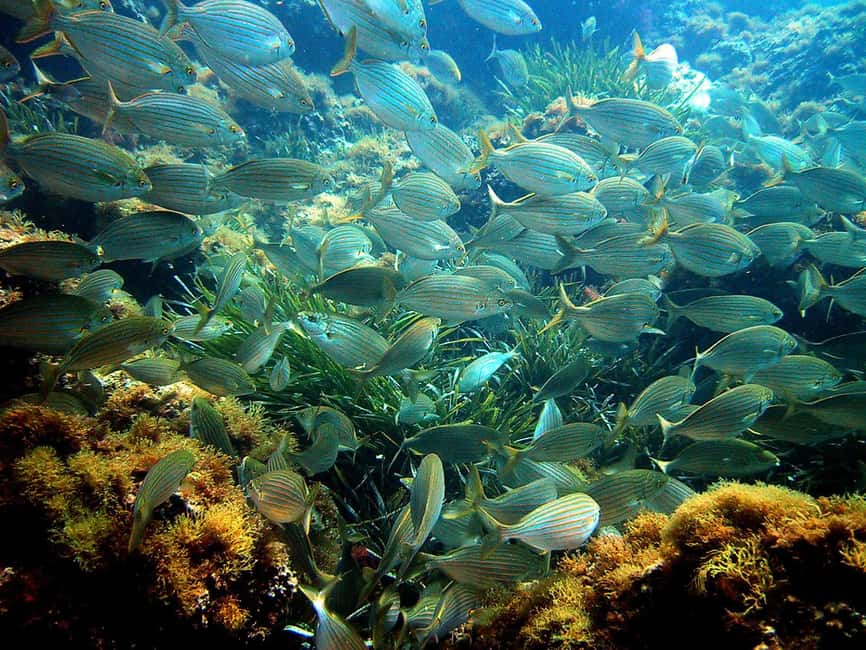 From Nice: French Riviera Swimming and Snorkeling Cruise - The return ride adds real value