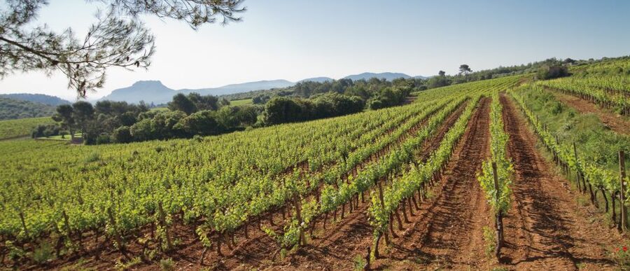 From Nice: Provence Wine Full-Day Tour - Leaving Nice at 9:30 AM in a small air-conditioned van