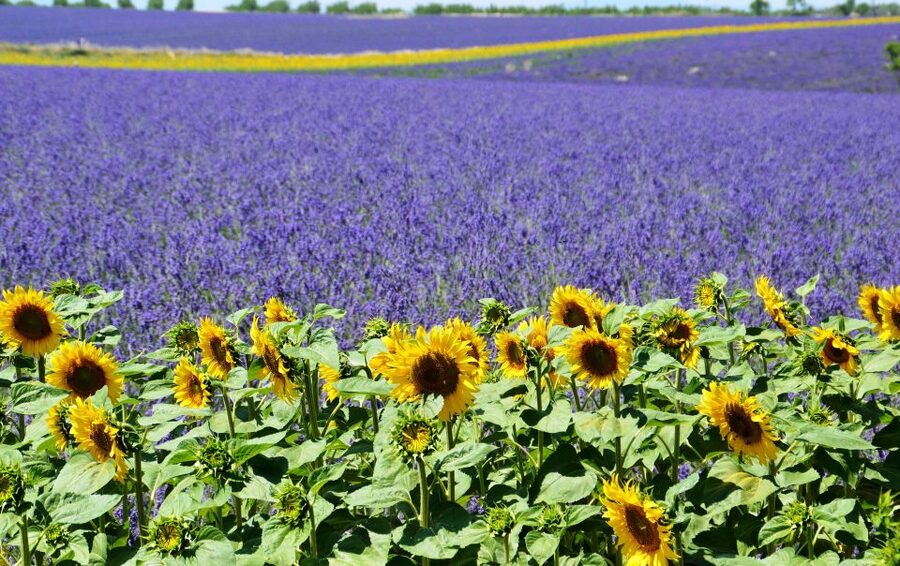 From Nice: Verdon Gorge Full-Day Tour - Moustiers-Sainte-Marie and the Provence setting