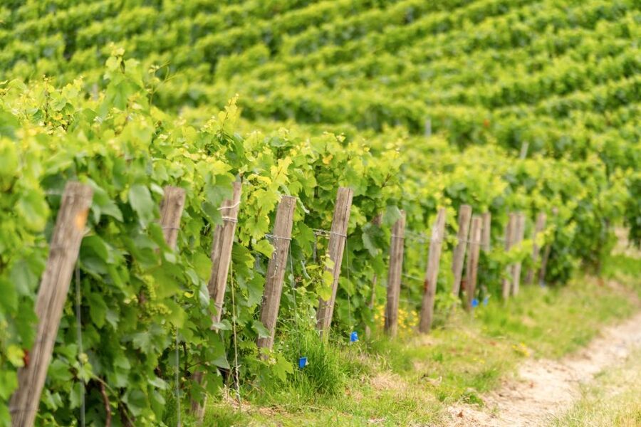 From Paris: Day Trip to Champagne with 8 Tastings & Lunch - The smaller producer and cooperative contrast
