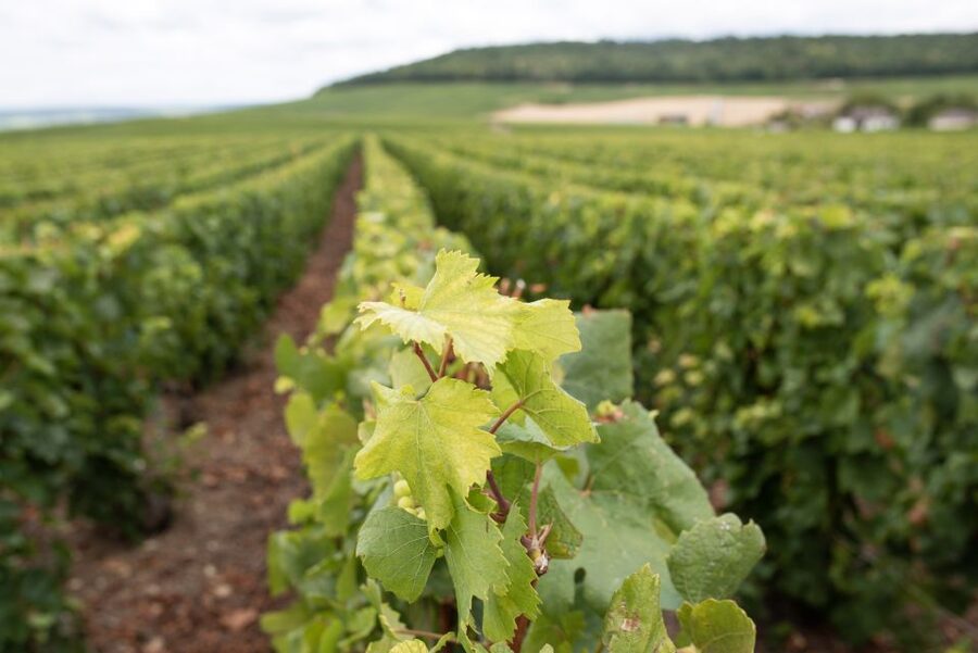 From Reims: Champagne and Family-Run Wineries Tour - Who will enjoy this Champagne tour most?
